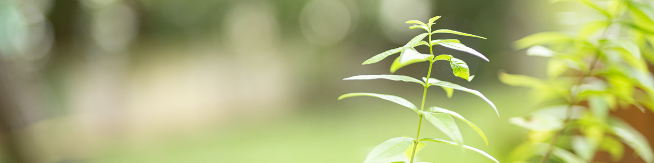 Gartenbild 1